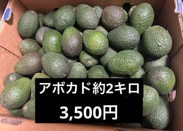 アボカド約2キロ 訳あり