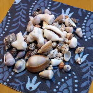 貝殻
