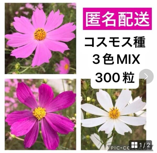3 コスモス種 MIX 300粒