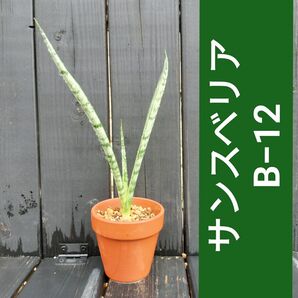 サンスベリア B−12子株 抜き苗 匿名配送