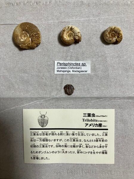 アンモナイト 三葉虫 ペリスフィンクテス Perisphinctesトリロバイト Trirobite 化石