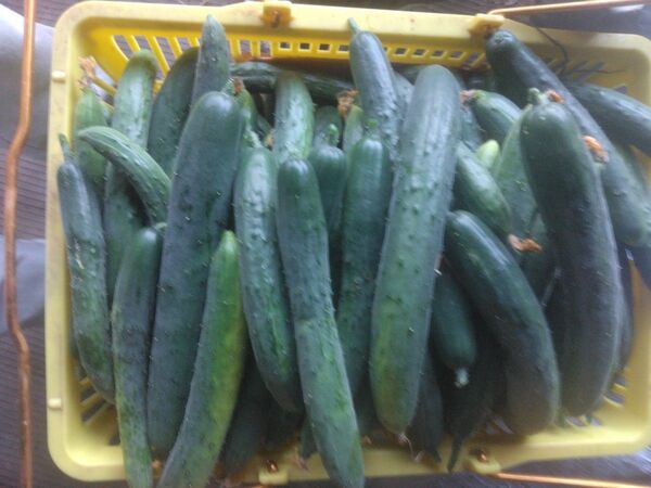 岩手県産無農薬きゅうり 5キロ
