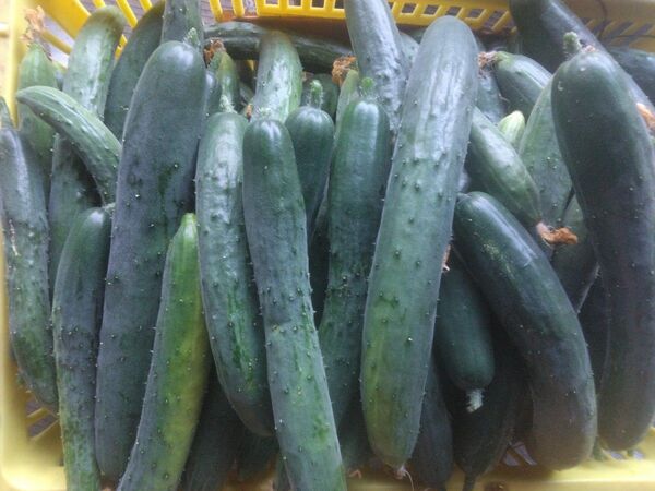 岩手県産無農薬きゅうり 10キロ