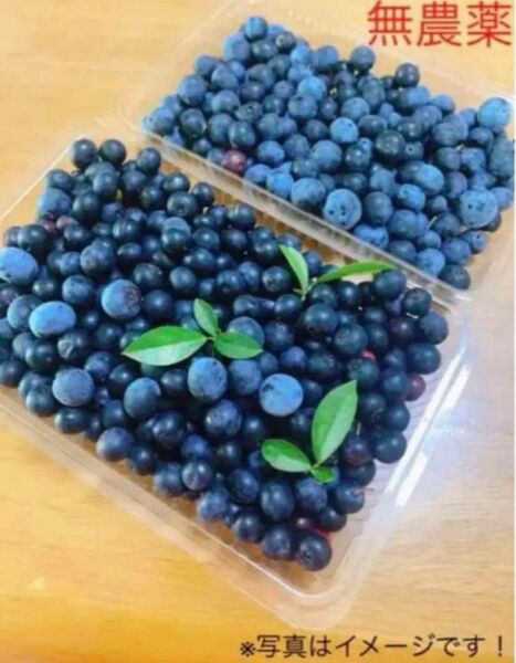 【農家直送】千葉県産の無農薬の生ブルーベリー 500g