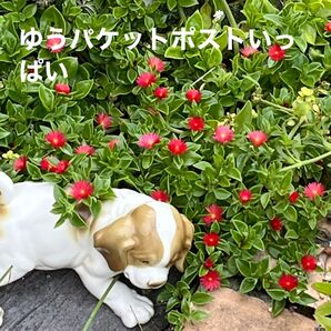 ベビーサンローズ カット苗 ゆうパケットポストいっぱい
