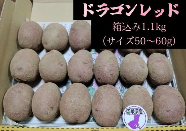 ドラゴンレッド(西海31号)【ジャガイモ】新品 約1.1kg(50g〜60g) No.52
