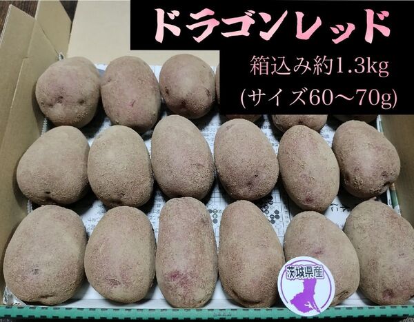 ドラゴンレッド(西海31号)【ジャガイモ】 新品 約1.3kg(60g〜70g)No.32