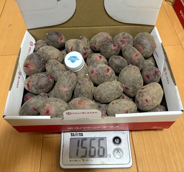 じゃがいも グランドペチカ SSサイズ 1.5kg 埼玉産 栽培期間中農薬不使用 秋植え 種芋
