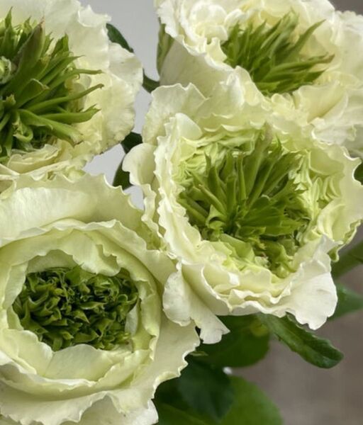 レア薔薇 切り花品種 (白綠芯)