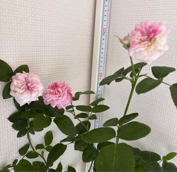 レア 切リ花品種 四季咲き
