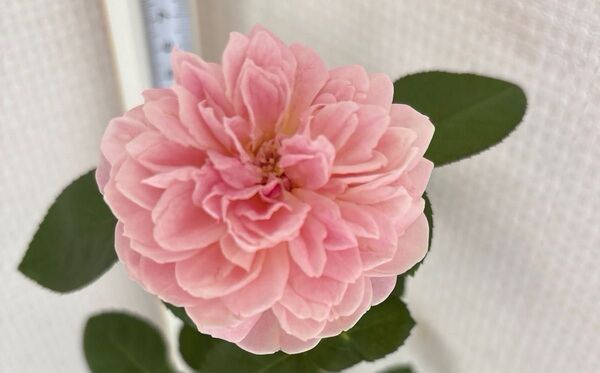 レア 切リ花品種 四季咲き