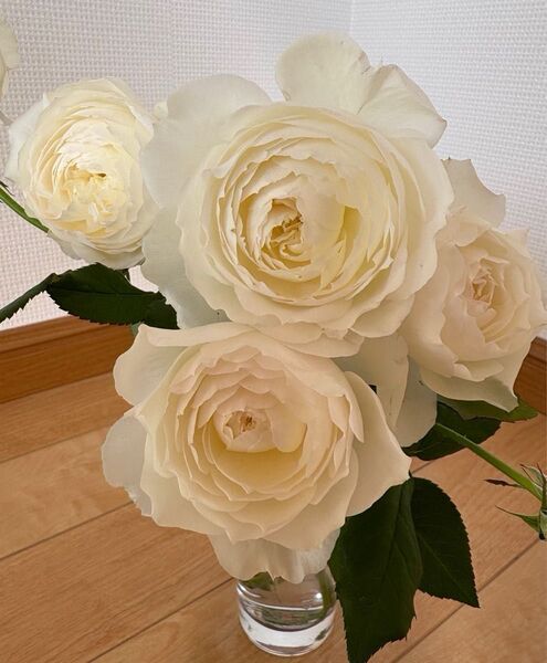 薔薇苗 四季咲き 和薔薇