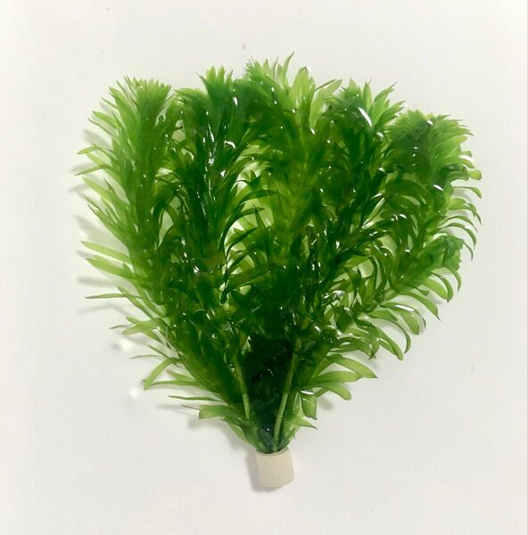 アナカリス 濾材リング結束 -無農薬-