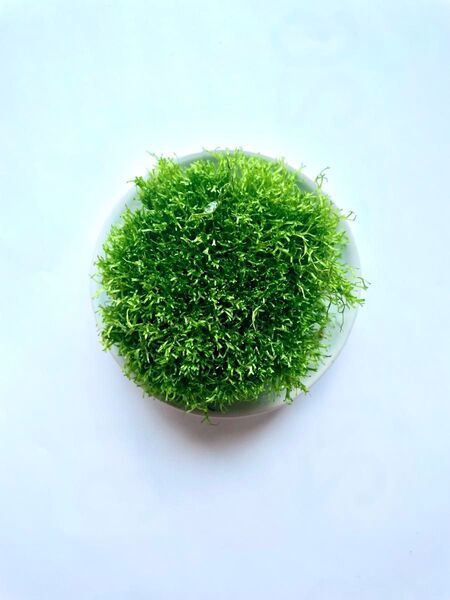 リシア 約 20 g -国産無農薬 -