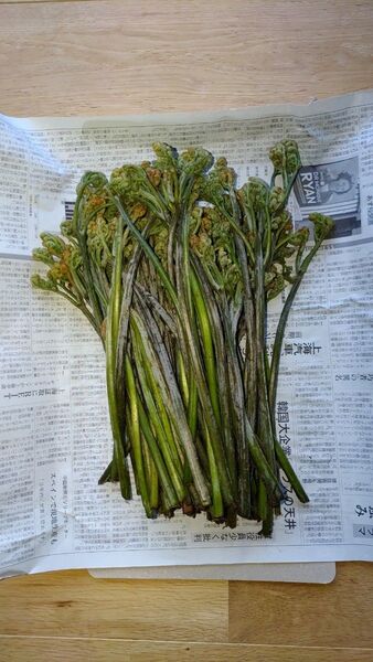 高地天然わらび長野県産600g