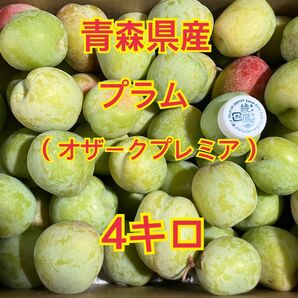 青森県産プラム オザークプレミア 4キロ