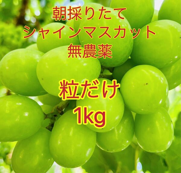岡山シャインマスカット無農薬粒だけ1kg高糖度完熟家庭用パリッと食感とにかく甘い