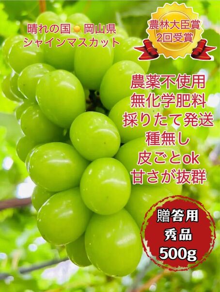 岡山シャインマスカト農林大臣賞無農薬1房500g秀品贈答用特別芳純な香り贅沢な甘さ絶品 種なし 皮ごと 温室栽培