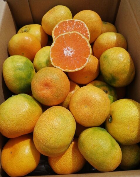 愛媛県産 ハウスみかん家庭用 3K入り ミカン果物