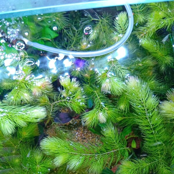 マツモ 20本 水草 金魚藻