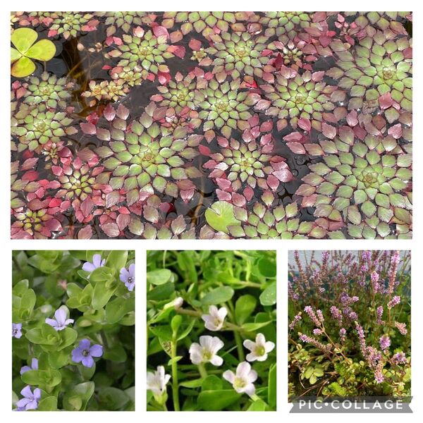 水草セット ビオトープ 寄せ植え 産卵床 浮き草 暑さ対策に ウォーターダイヤ