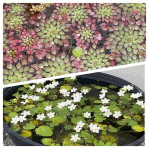 ウォーターダイヤ2株 ヒメガガブタ3株 ビオトープ 寄せ植え 産卵床 浮き草 暑さ対策に 水生植物