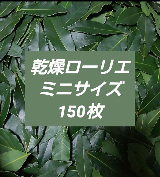 乾燥ローリエ ミニサイズ150枚 月桂樹の葉