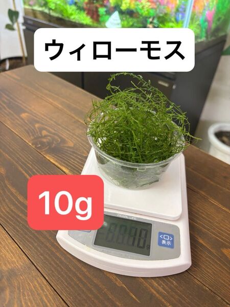 ウィローモス 10g 水草
