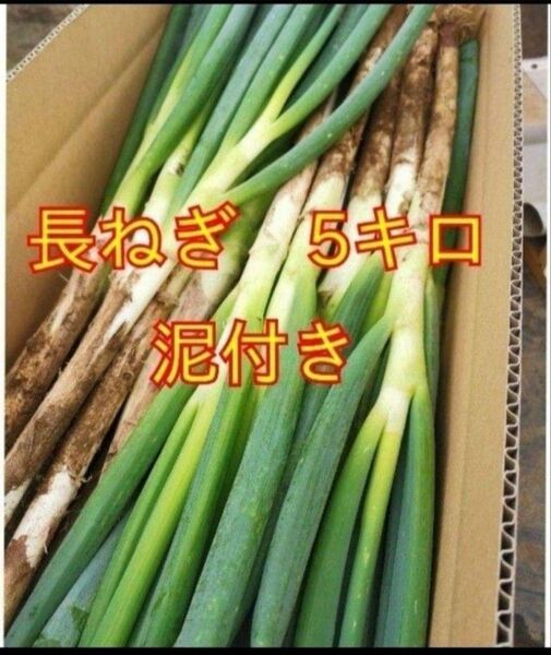 訳あり長ねぎ 5キロ