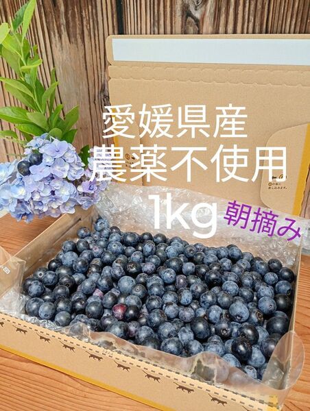 【8/1発送】1kg 農薬不使用 小~中粒 生ブルーベリー 常温発送 愛媛県産