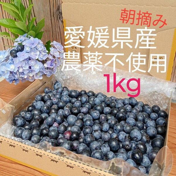 (①)【8/1発送】1kg 農薬不使用 小~中粒 生ブルーベリー 常温発送 愛媛県産