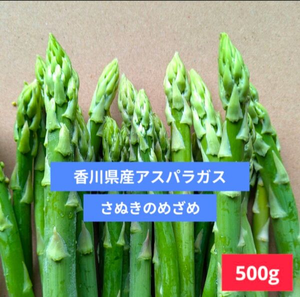 さぬきのめざめ アスパラ500g|朝どれ新鮮・ミックスサイズ