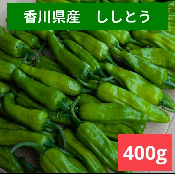 ししとう 400g|香川県産!農家直送・常温発送(ネコポス)