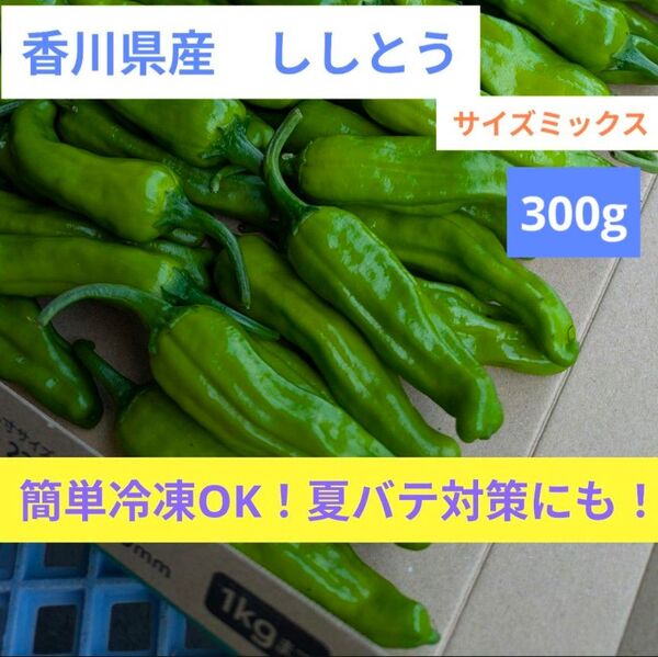 ししとう 300g|香川県産・農家直送!新鮮そのままネコポス発送!