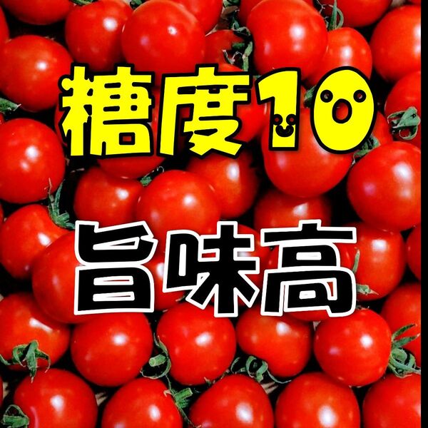 限定【秋田県産】完熟ぷっちんとまと 1kg 糖度10