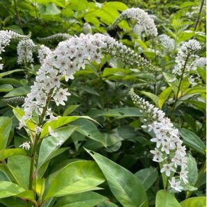 オカトラノオ 10苗 茶花 抜き苗 地下苗で増えて育ちます