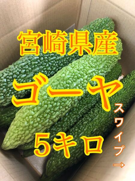 新鮮ゴーヤ 5キロ 宮崎県産