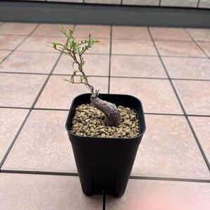 ①オペルクリカリア パキプス 塊根植物 根挿し
