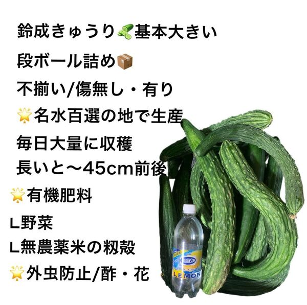 名水百選・無農薬/きゅうり(鈴成)/相談OK/大量収穫/大きめ・真っ直ぐ・曲がりあり・傷なし・傷あり/5kg/A5