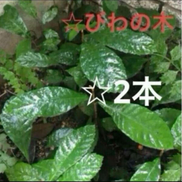 《びわの木》実生苗2本☆甘い実☆鉢でも育てられる果樹