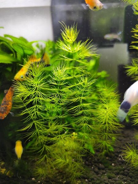 【 PGBreeding 】 水草 無農薬 育成 天然 マツモ 5cm ~ 10cm 5本