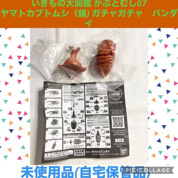 いきもの大図鑑 かぶとむし07 ヤマトカブトムシ(蛹) ガチャガチャ バンダイ 昆虫 フィギュア ミニチュア カブトムシ