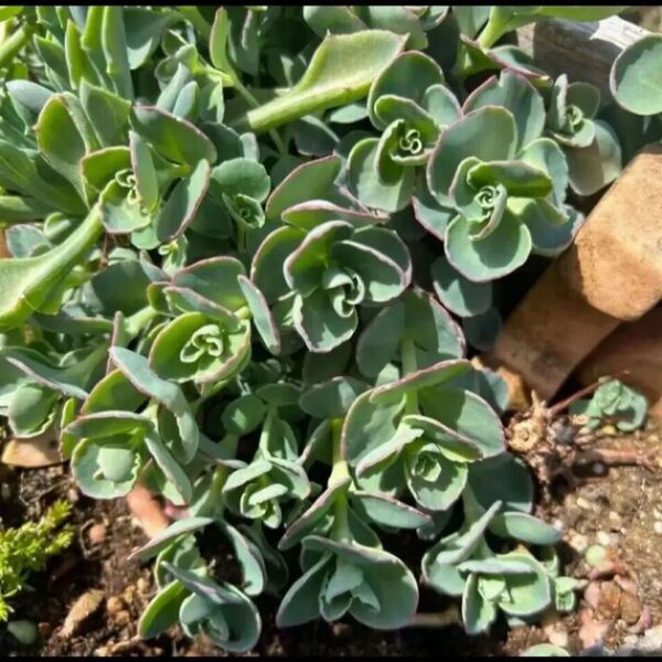 ミセバヤ 多肉植物