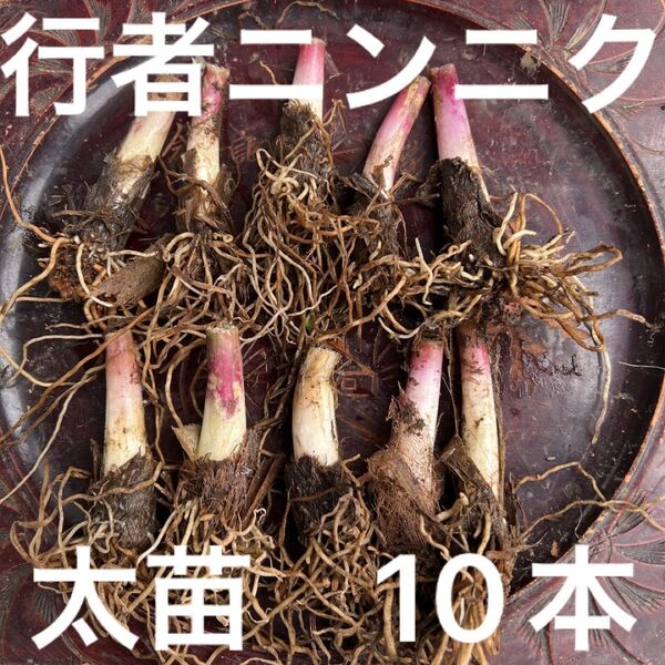 北海道産 行者ニンニク 根のみ 太苗10本 お試し ネコポス発送