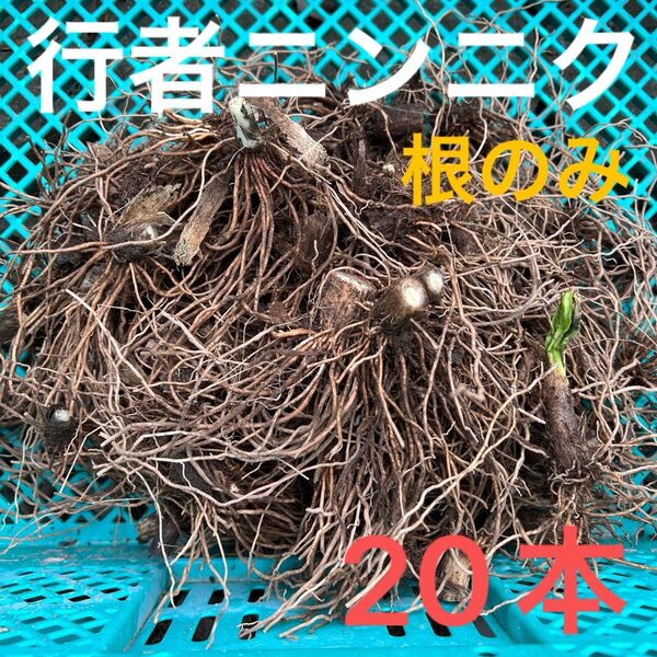 山菜の球根 野菜 行者ニンニク 根のみ 苗 球根 20本