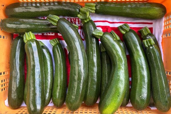 ズッキーニ 5〜5.5kg 詰め込みます!標高約1000m 瑞々しい新鮮な高原野菜をお得にお届けします 値下げ不可!17日発送予定
