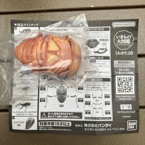 生き物図鑑オオクワガタ10幼虫?蛹?
