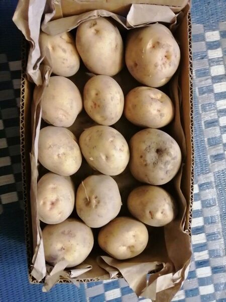 きたあかり 新じゃが 2.8kg 無農薬 訳あり 傷あり じゃがいも 大きめ