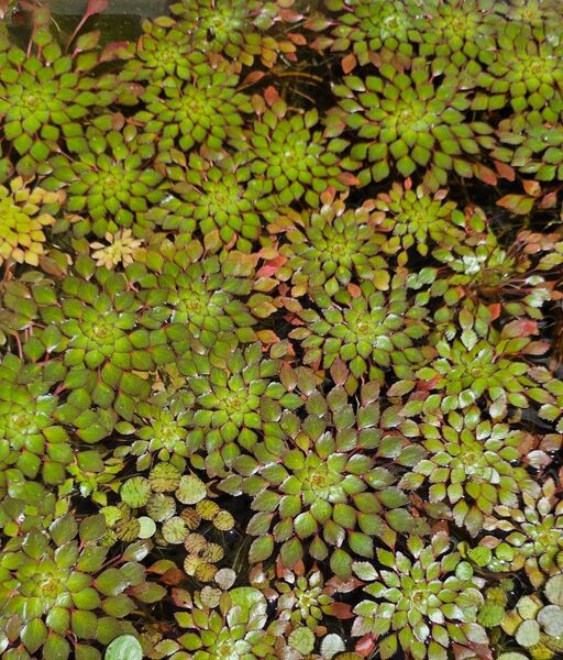 水草 ウォーターダイヤ 3株 浮草 送料無料 無農薬