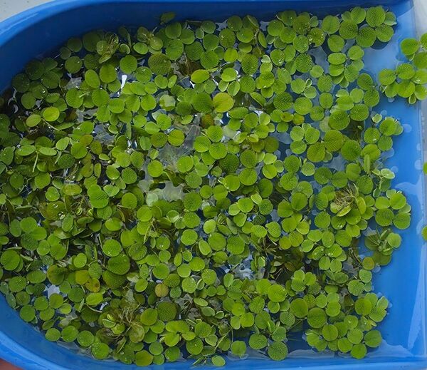 水草 サルビニアミニマ 浮草 無農薬 送料無料 ベタ メダカ エビ
